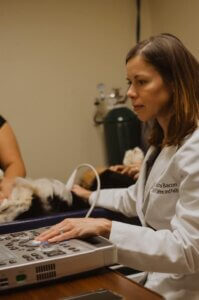 Veterinary ultrasound 2024 near me